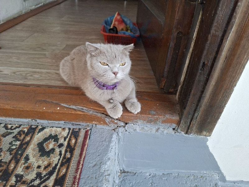Скоттиш-фолд мушукчалар Скоттиш-фолд мушукчалар