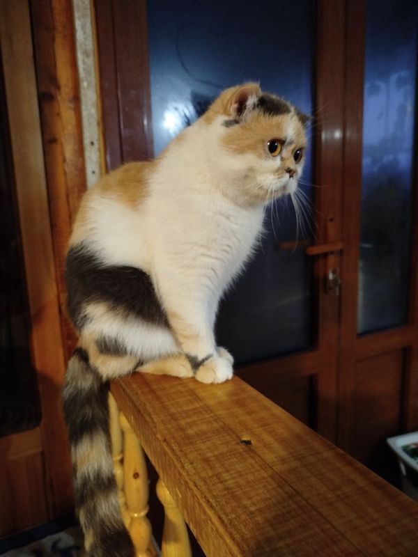 Mushuklar sotiladi Mushuklar sotiladi