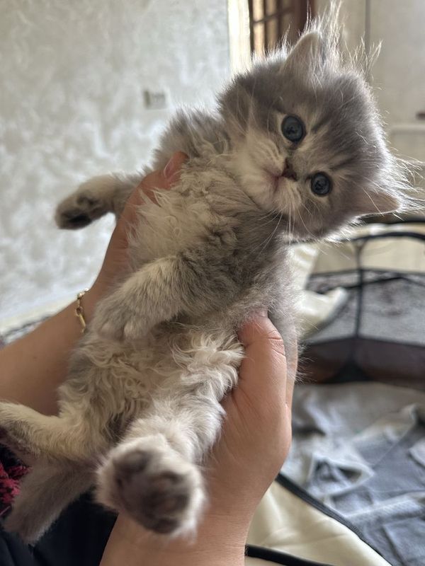 Продаю котят 1.5месяц Продаю котят 1.5месяц