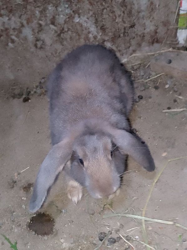 Baran zotli quyon sotiladi