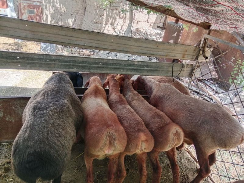 Зотли куйлар зотка Зотли куйлар зотка