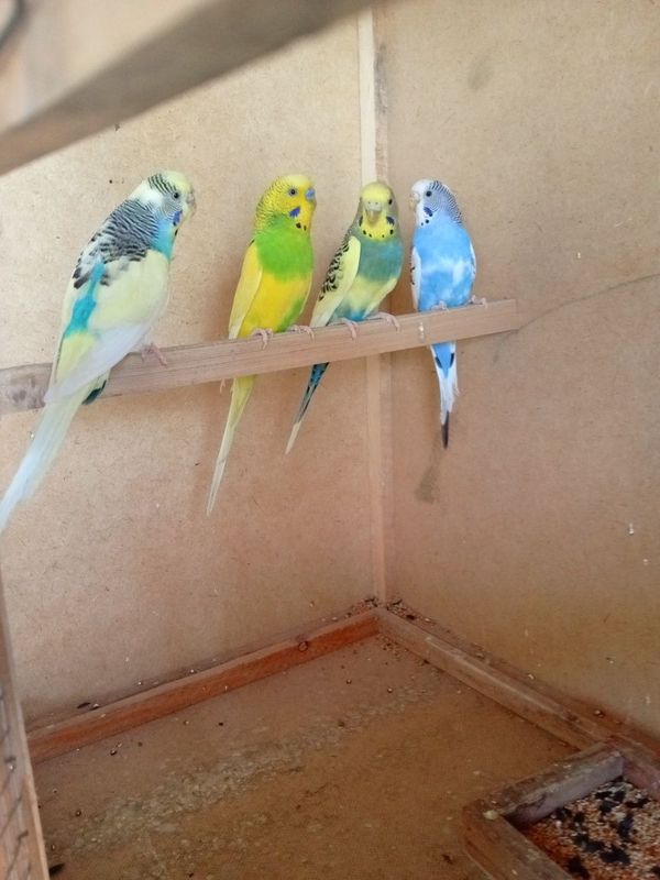 Qushlar va Qapas Qushlar va Qapas