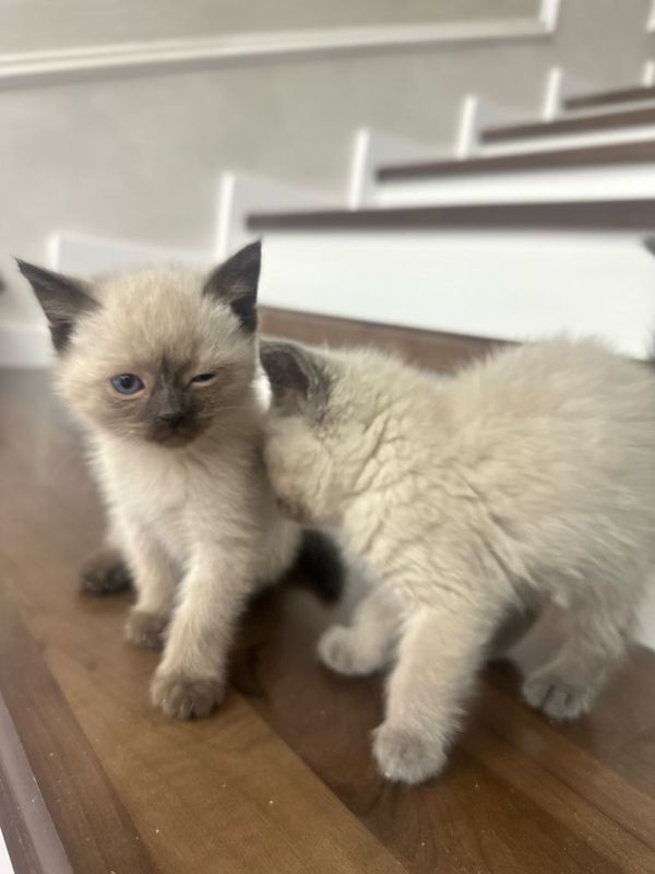 Скоттиш страйт котята. Скоттиш страйт котята.