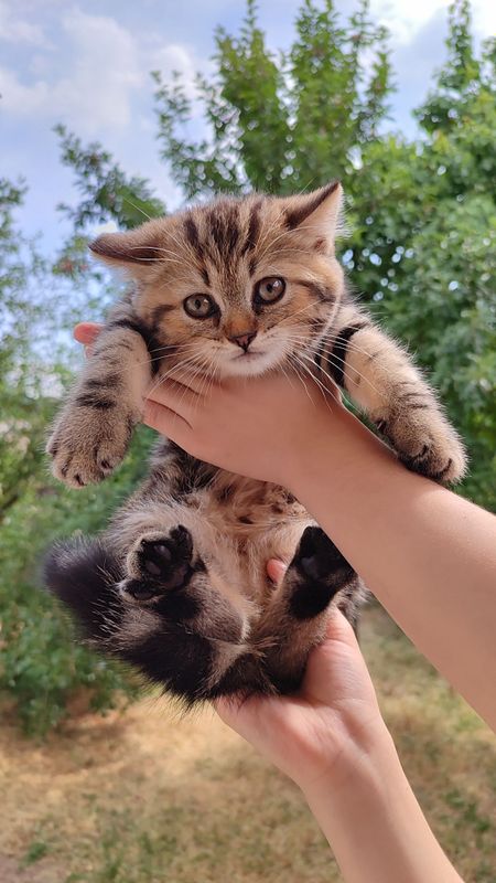Породистые котёнки Скоттиш Фолд и Страйт Породистые котёнки Скоттиш Фолд и Страйт