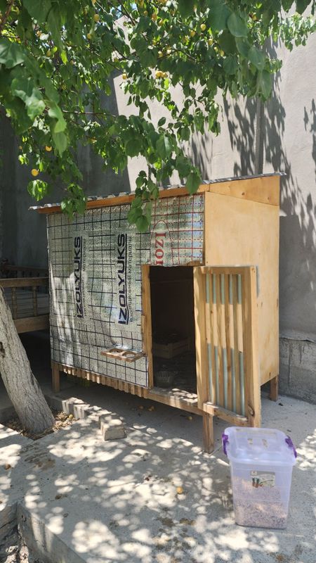 Товук катак ва японча товук ва ху'роз сотилади ! Товук катак ва японча товук ва ху'роз сотилади !