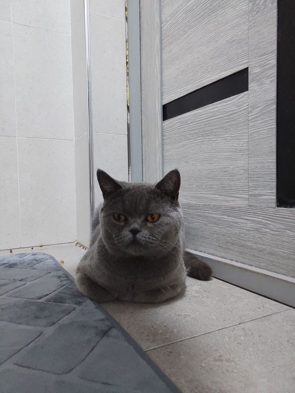 Вязка, шикарный кот, крупный ждёт свою невесту Вязка, шикарный кот, крупный ждёт свою невесту