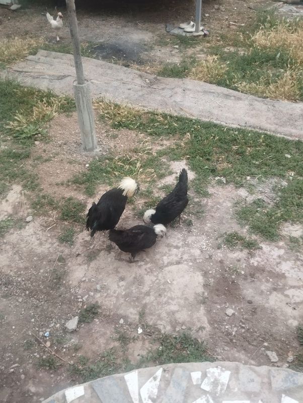 Продаются петух и курицы Продаются петух и курицы