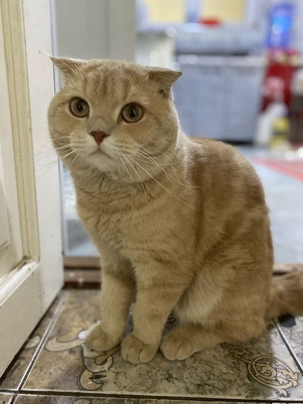 Mushuk Scottish Fold mehribon chiroyli zotli mushuk sotiladi Mushuk Scottish Fold mehribon chiroyli zotli mushuk sotiladi