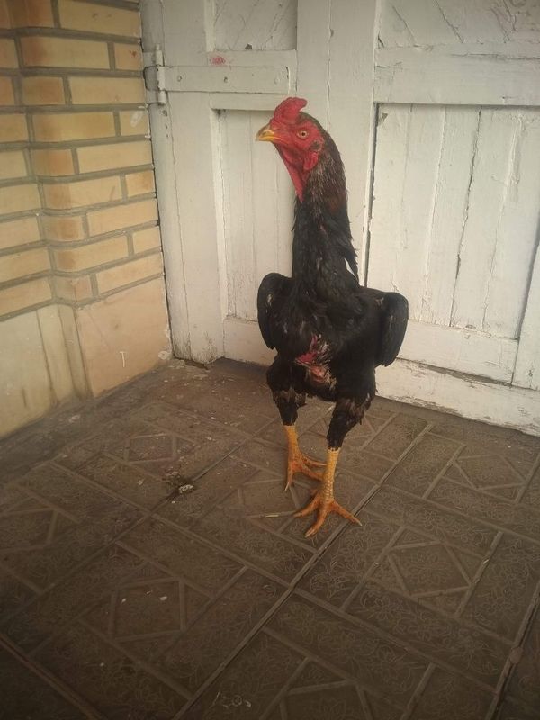 Зоти Шаму 1йилик Зоти Шаму 1йилик