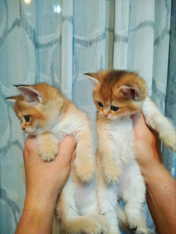 Британские короткошерстные шиншиллы Британские короткошерстные шиншиллы