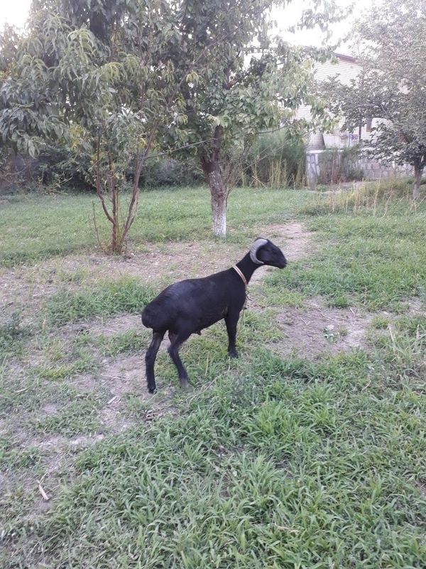Qòchqor barra s