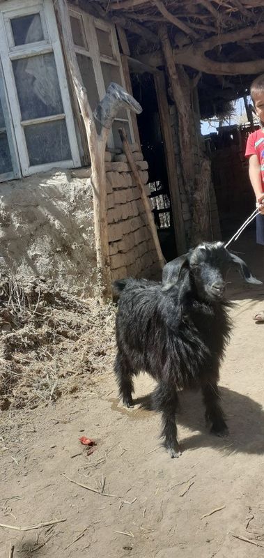 Gechi zotor kalak