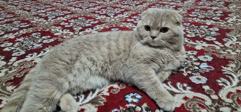 Кот Скотиш Фолд Британский чистокровный Кот Скотиш Фолд Британский чистокровный