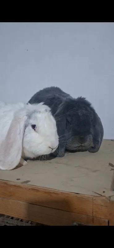 Fransuszki baran sames samka sotiladi