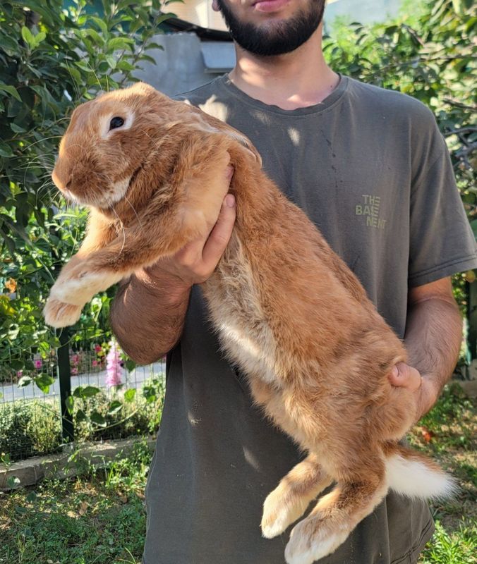 Erkak Quyon sotiladi.Кролик САМЕЦ Erkak Quyon sotiladi.Кролик САМЕЦ