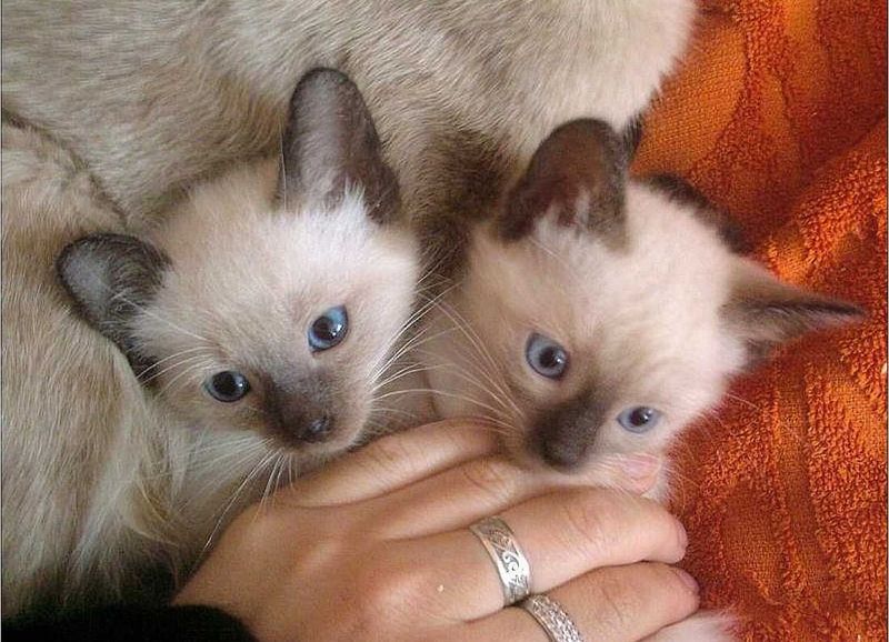 Котенок сиамский 1.5мес Котенок сиамский 1.5мес