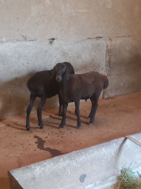 ona bola sotlade
