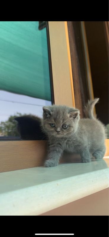Британский кот. british shorthair