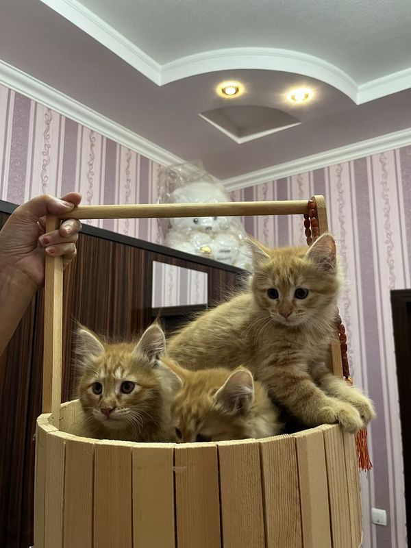 Котята в ответсвенные руки Котята в ответсвенные руки