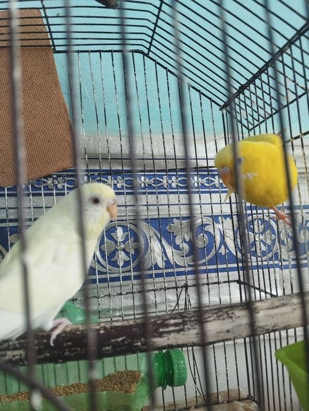Kozi qizil ikalasiyam para Kozi qizil ikalasiyam para