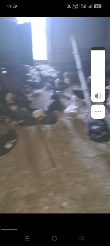 Индоуткалар сотилади сони 6та еркак 18 та макийони 2та пекинский ордак