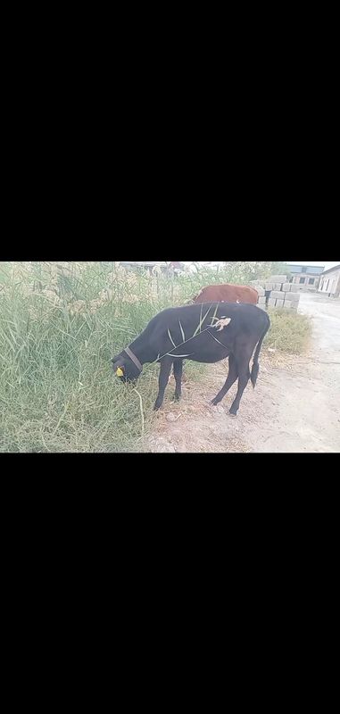 G'unojin sotiladi 6,5 Mln sog'lom yeb ichishi zo'r Manzil G'ijduvon Da