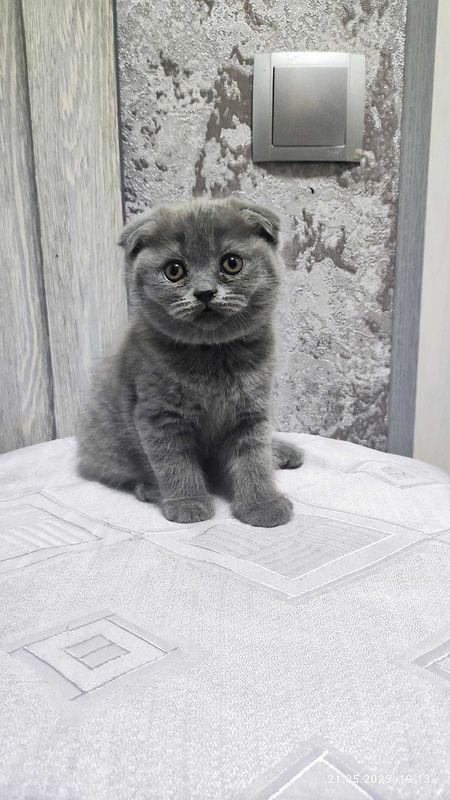 Продаются Шотландские котята (Fold и Straight)
