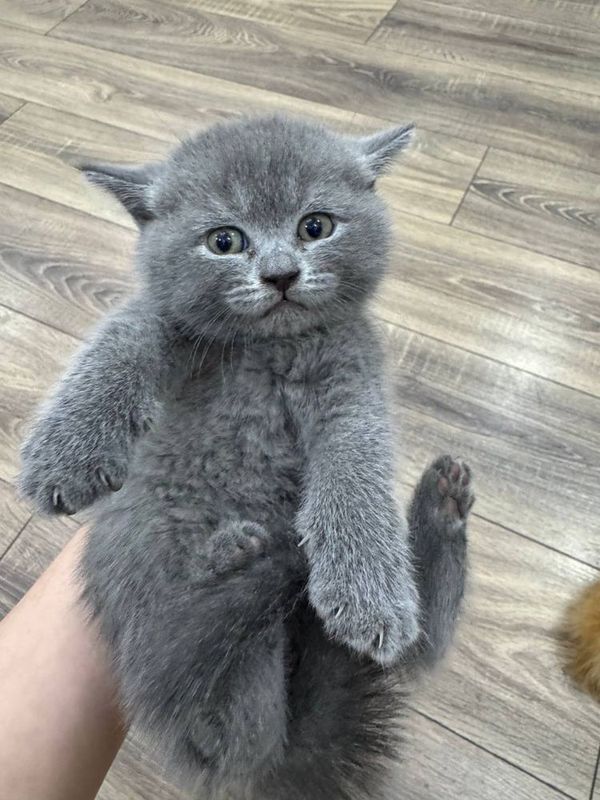 Котята британки Котята британки