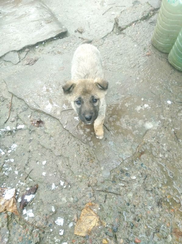 kuchuk bor yaxshi boqadigan odam kerak