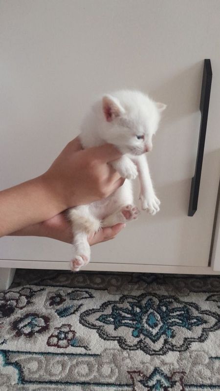 Котёнок мальчик 1 месяца Котёнок мальчик 1 месяца