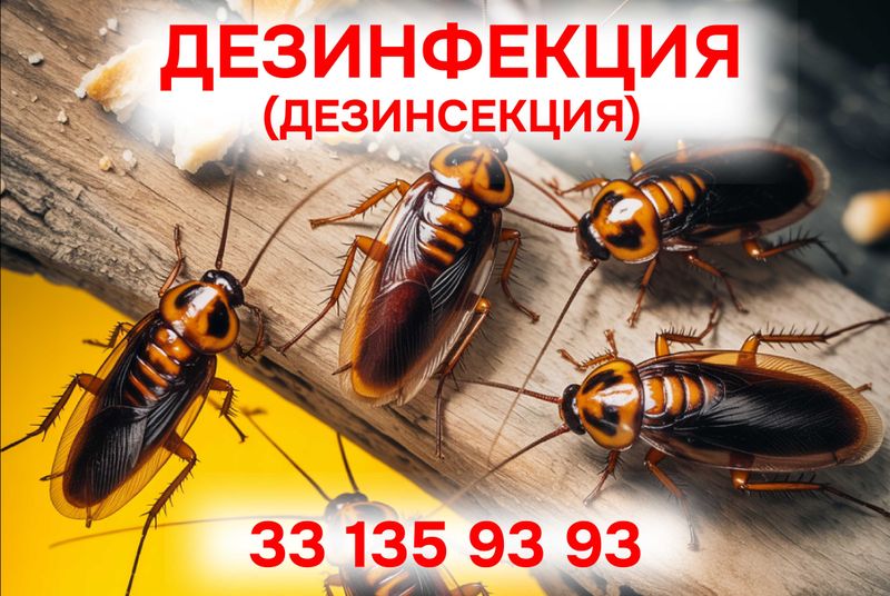 ДЕЗИНФЕКЦИЯ 24/7 Дезинсекция от насекомых. DEZINFEKSIYA Dezinfeksiya.