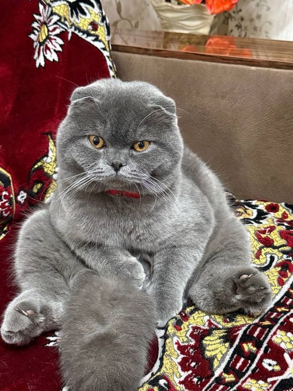 Скотиш фолд вязка Скотиш фолд вязка