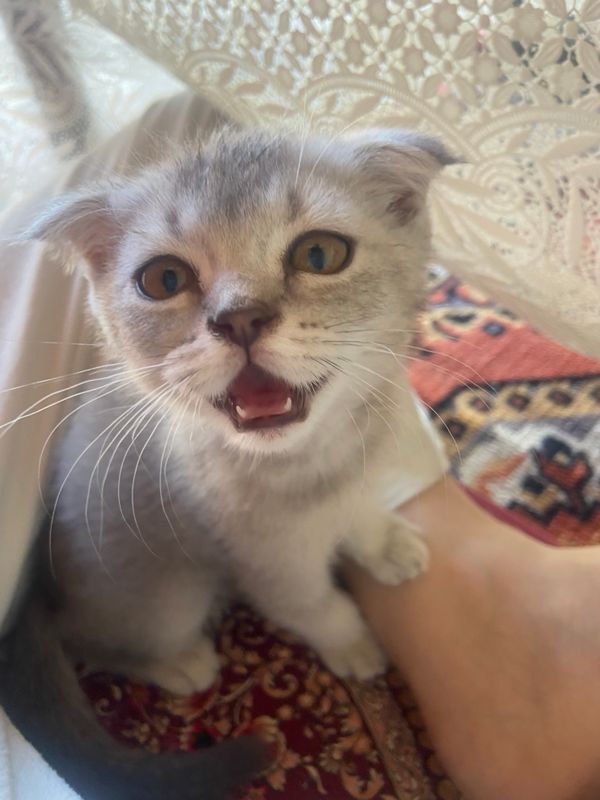 Кошка Scottish Fold, Sofi