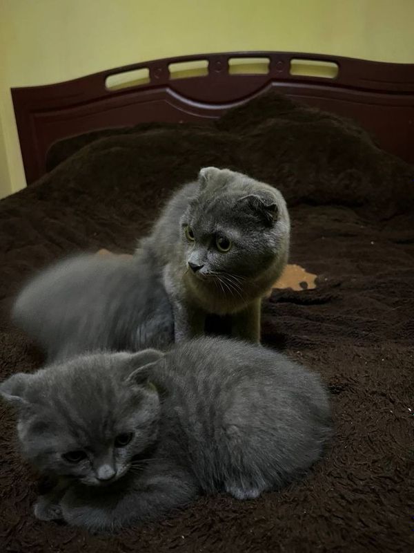 Продаем кота, 1 мальчик остался