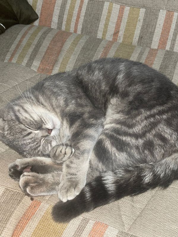 Кот, вислоухий, 8 месяцев