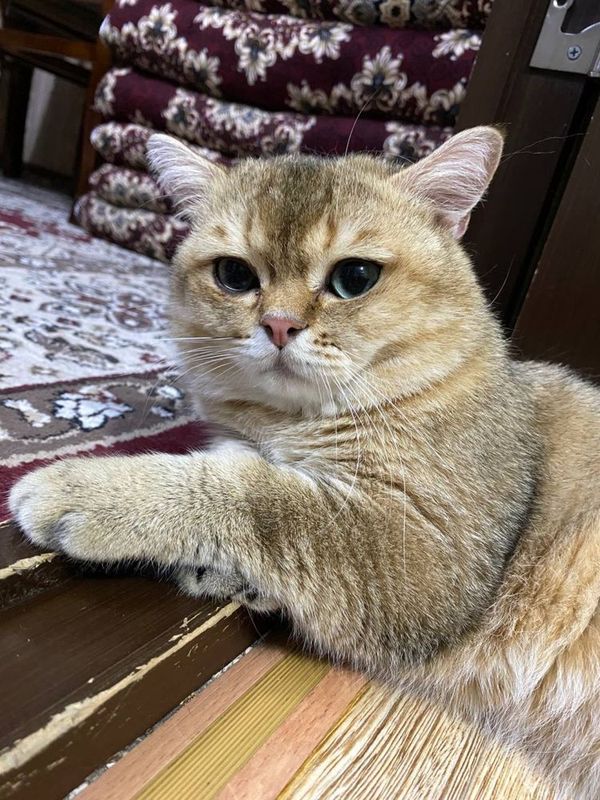Вязка, Британский Шиншила Кот