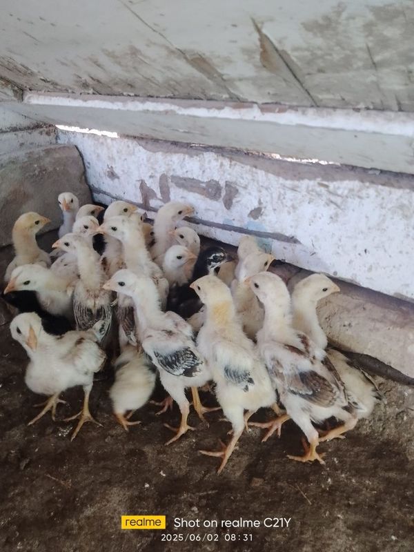 Dakan j6jalari sotiladi Dakan j6jalari sotiladi