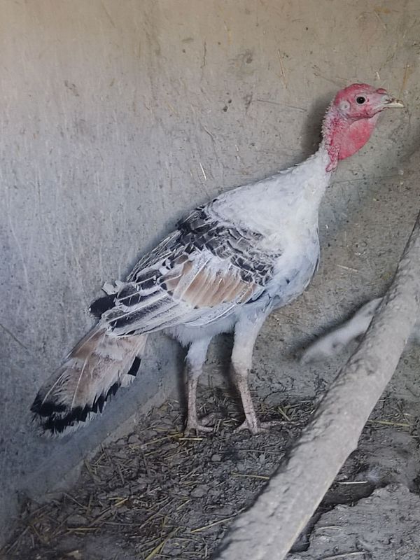 Erkak kurkalar sotiladi sirochni