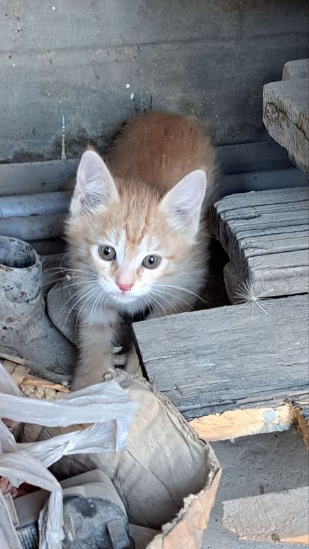 Отдам даром котенка