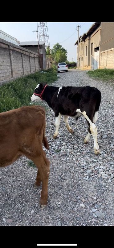 Toza eston gunajin bilan gibrit buqacha sotiladi Toza eston gunajin bilan gibrit buqacha sotiladi