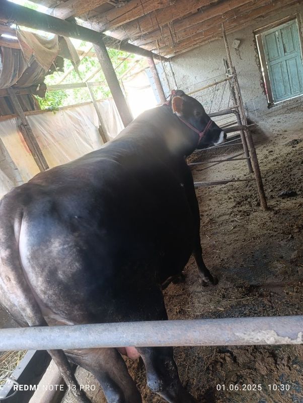 Zotor kotta buqa 700 kg 40 ml Zotor kotta buqa 700 kg 40 ml