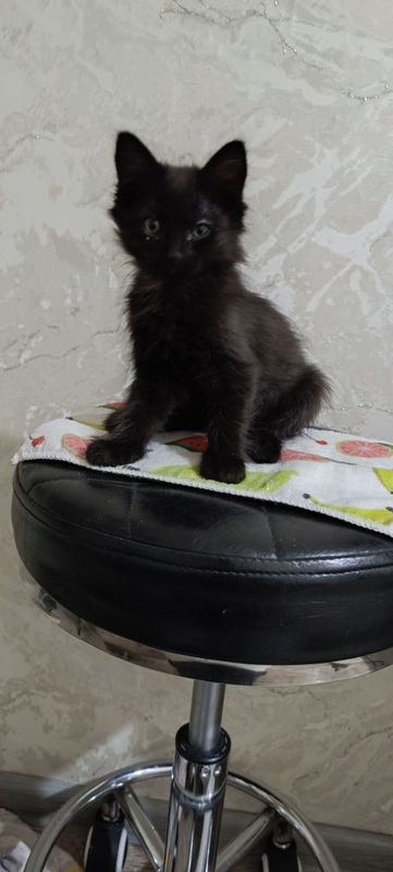 Отдам даром котят Отдам даром котят