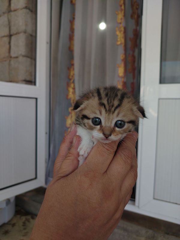 Продаётся котята весла ухи