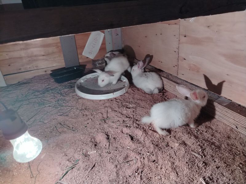 Assalomu aleykum quyon bolalari sotiladi 1yoli zoti karalevzki velikan