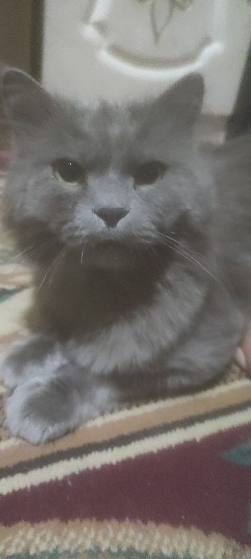 Nibelung uy mushugi Nibelung uy mushugi