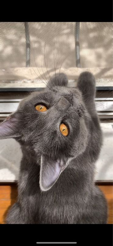 потерял котенек Русская голубая (Голубой Ошейник) потерял котенек Русская голубая (Голубой Ошейник)