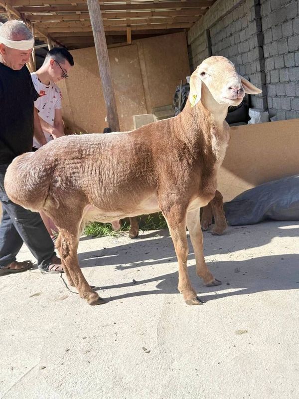 Qoy куй кой qochqorlar sotiladi Aqiqa va boshqa marosmlar 24/7