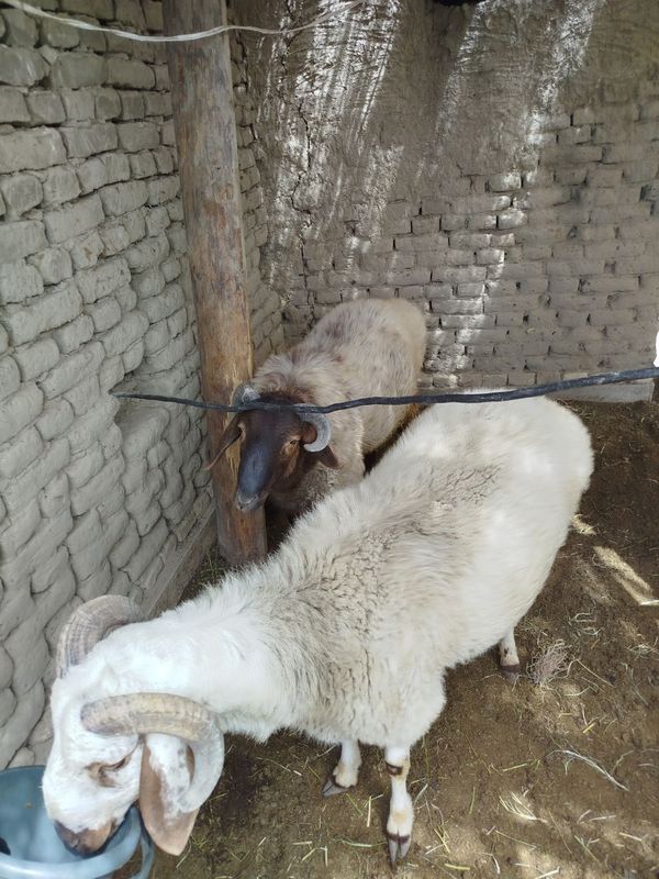 qochqor sotiladi