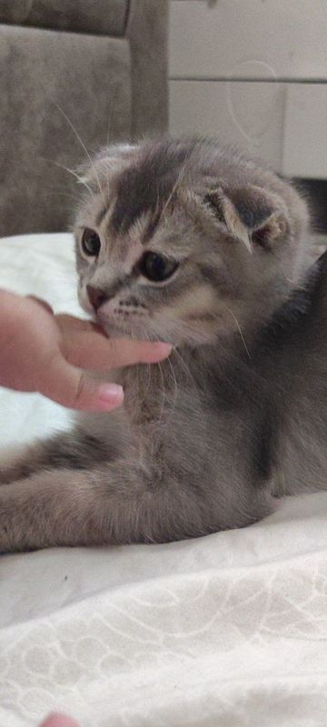 Mushuk sotiladi scottish fold