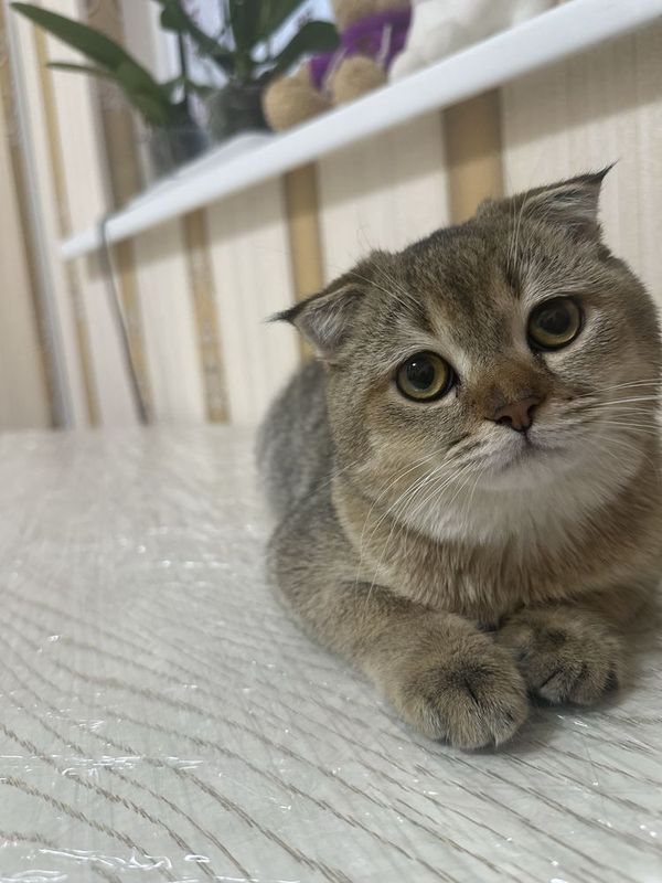 Вязка кота золотая шиншилла Вязка кота золотая шиншилла